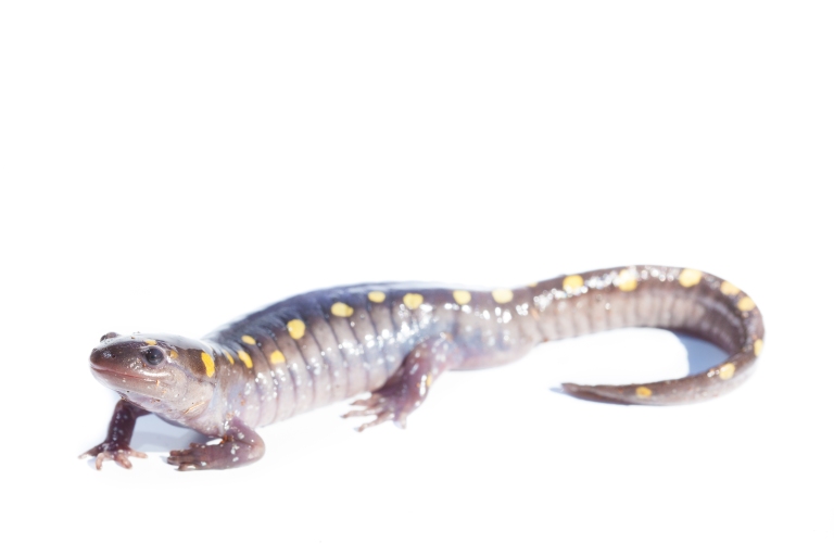 Spotted Salamander-1