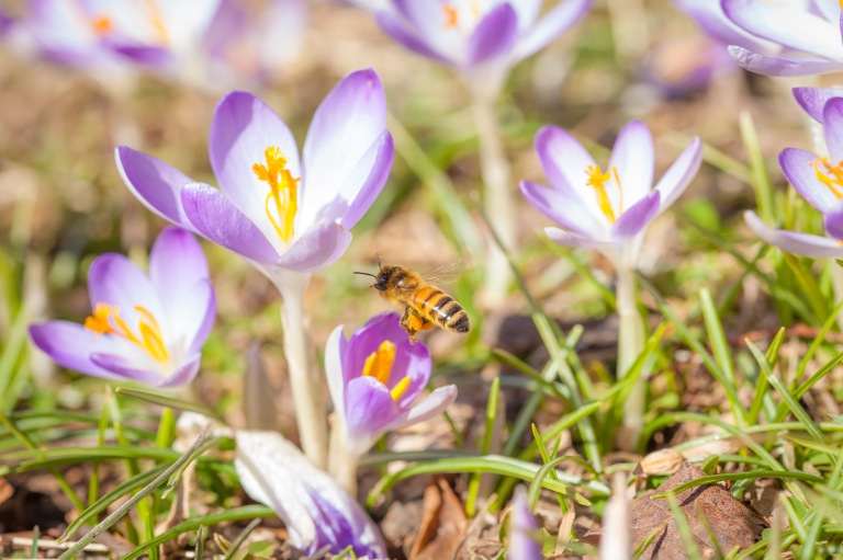 Spring Crocus and Honey Bee